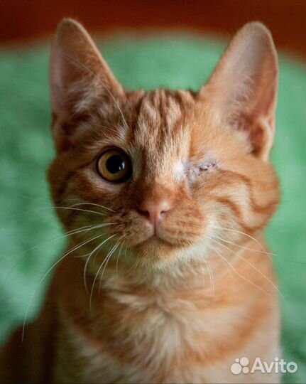 Котенок 4 месяца