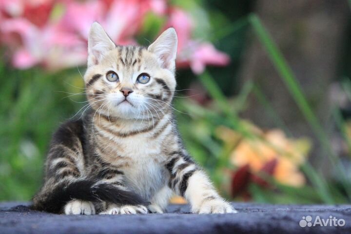 Манчкин лонг в добрые руки