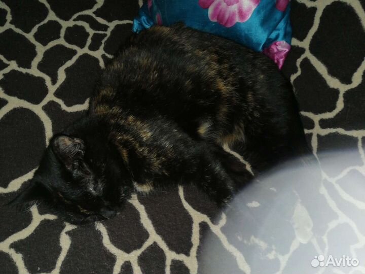 В добрые руки трёхцветная кошка