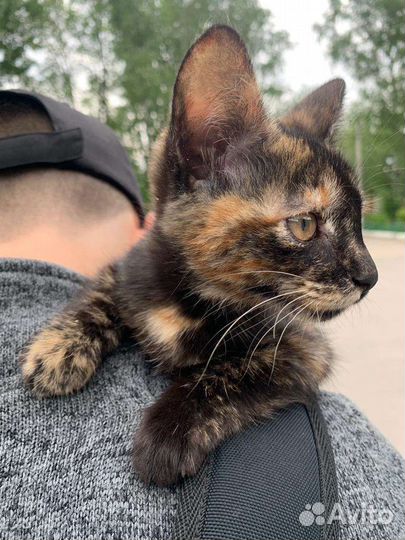 Кошечка в добрые руки