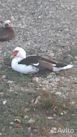 Продаются утаки(индаутки) 6 месяцев,1500