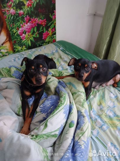 Щенки тойтерьера