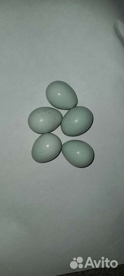 Яйца перепелиные домашние