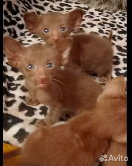 Ориентальная