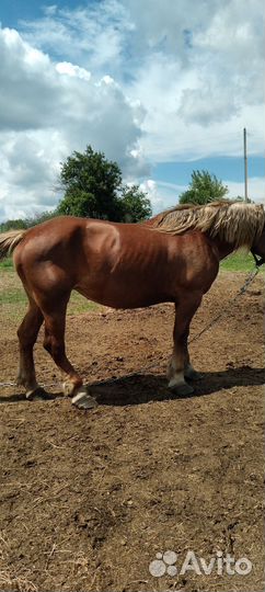 Кобыла жеребая