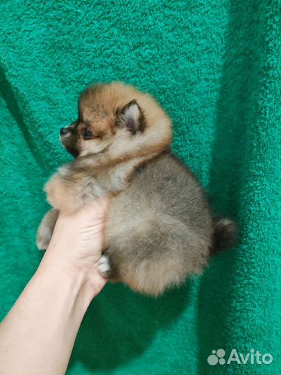 Истинные померанцы