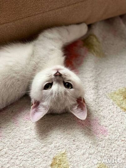 Котята шотландской шиншиллы