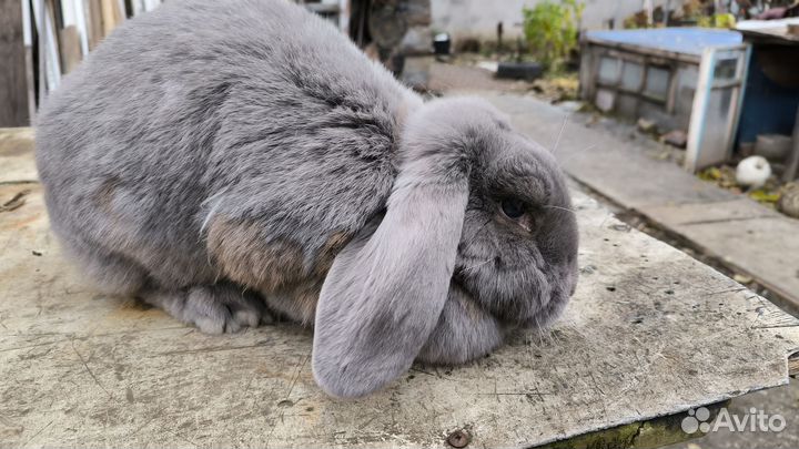 Самки Бараны