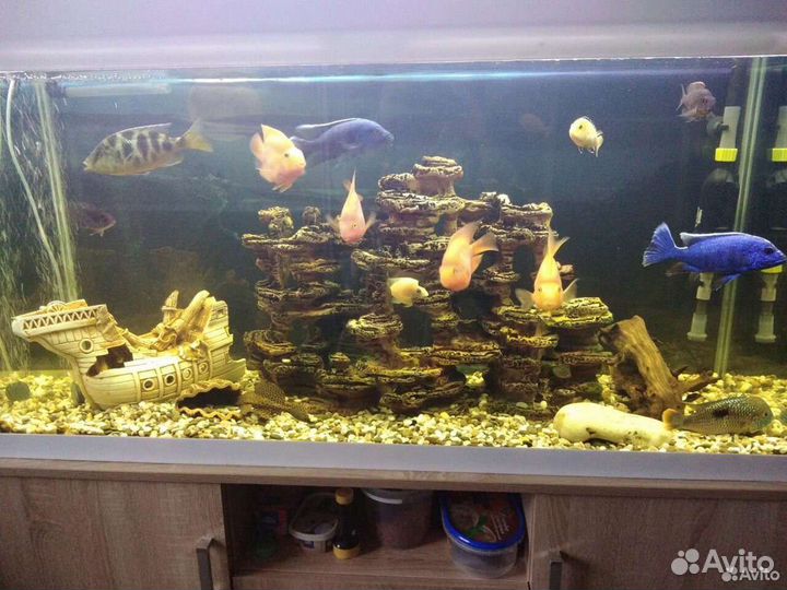 Аквариум и рыбки