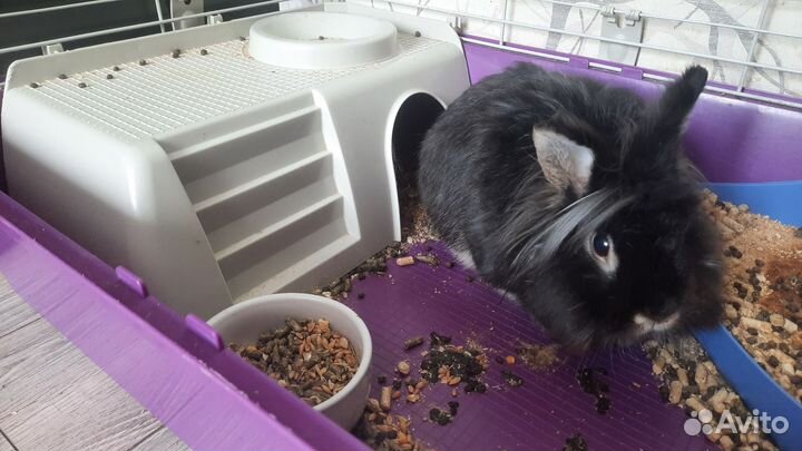 Продам кролика с клеткой