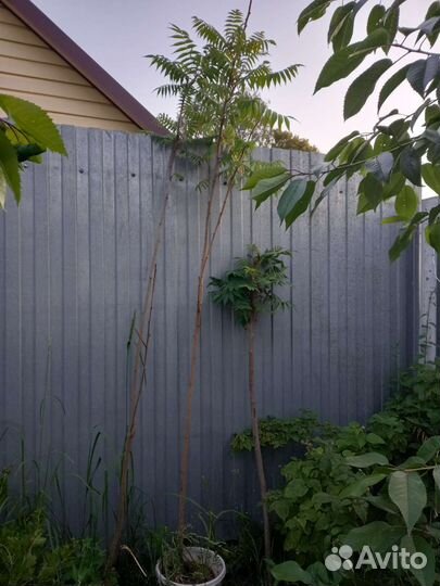 Саженцы сумах оленерогий