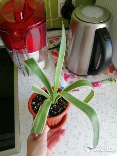 Диффенбахия пятнистая