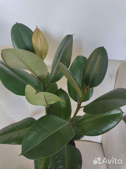 Фикус эластика в кашпо лечуза