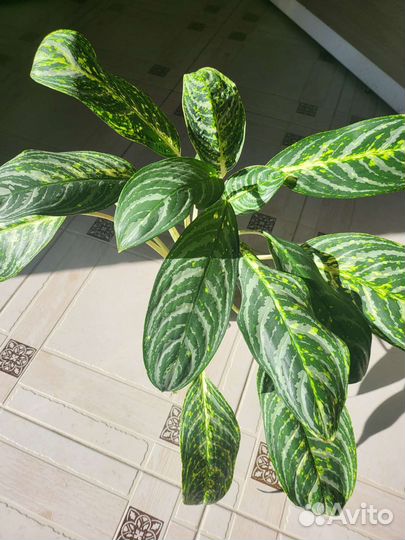 Аглаонемы, филодендроны