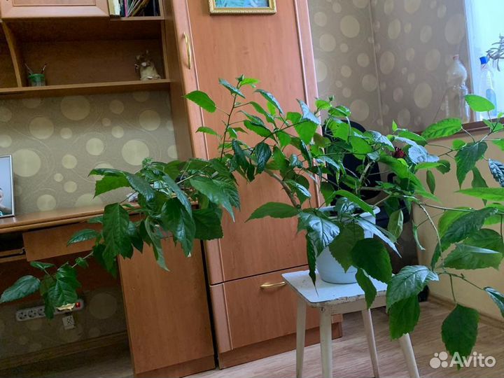 Комнатные растения