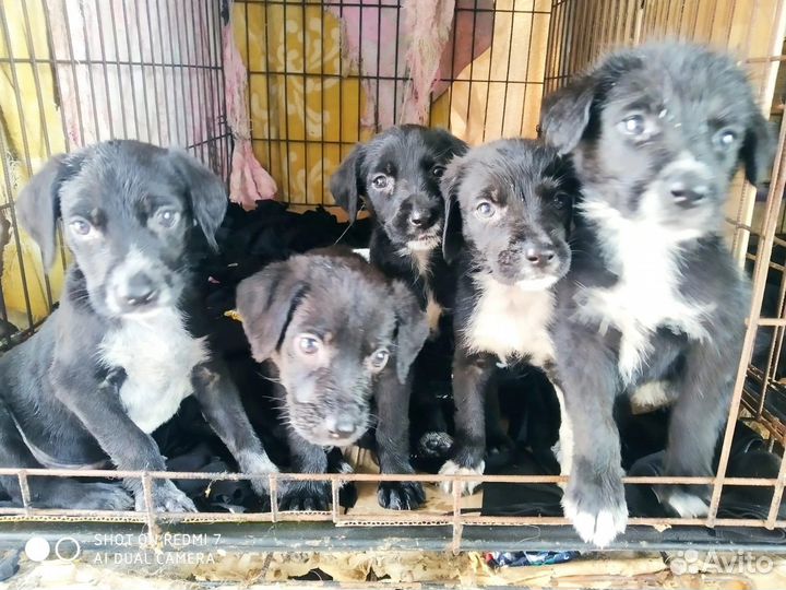 Много щенков из приюта ищут дом