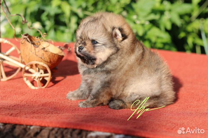 Померанский шпиц мальчик