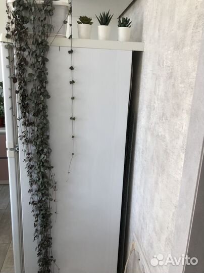 Циропегия вуда