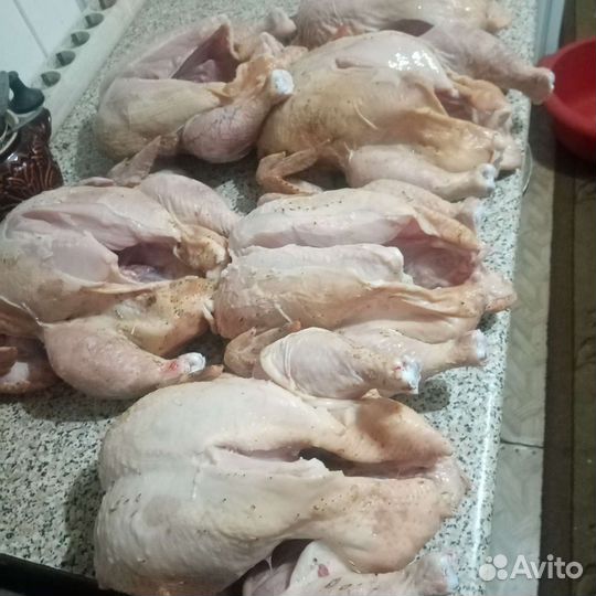 Мясо курицы бройлера