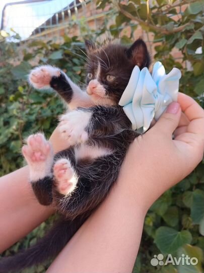 Кошечка бесплатно