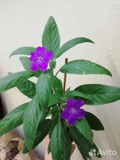 Различные комнатные растения