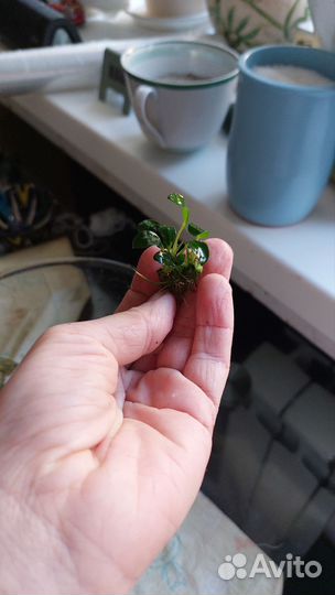 Буцефаландра, анубиас бонсай