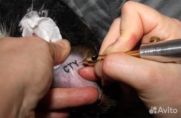 Клеймение собак и щенков
