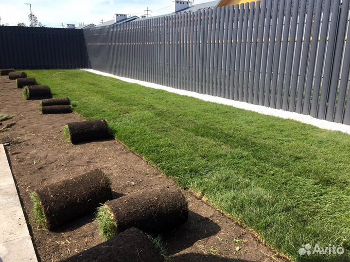 Газонная трава