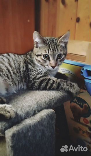 Котята