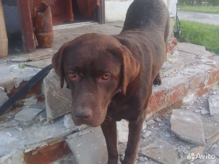 Лабладор,продаю в связи с переездом