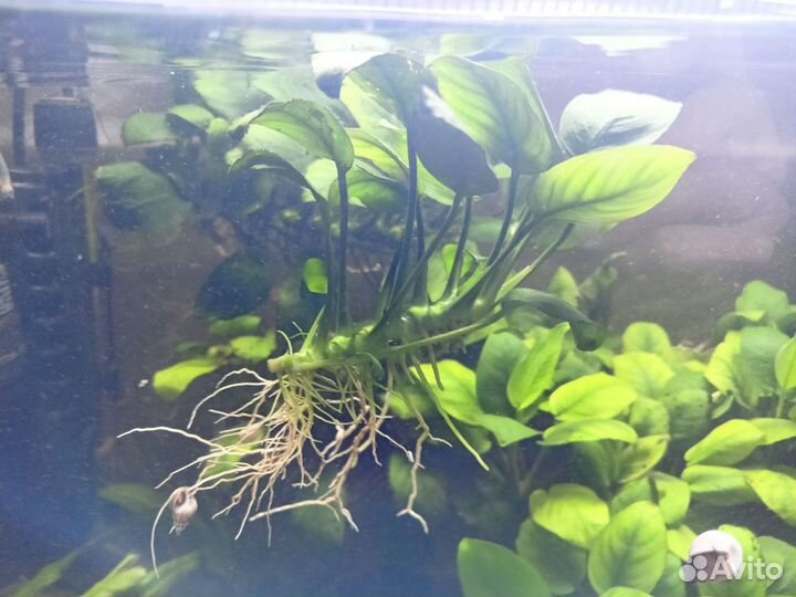 Растение Анубиас