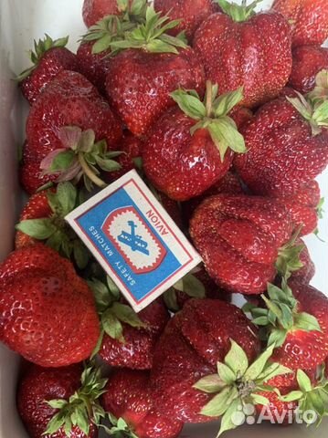 Усы клубники (виктории)