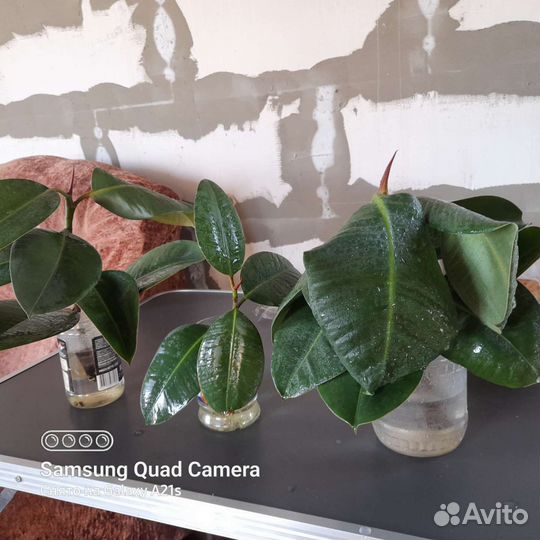 Фикус Робуста (отростки)