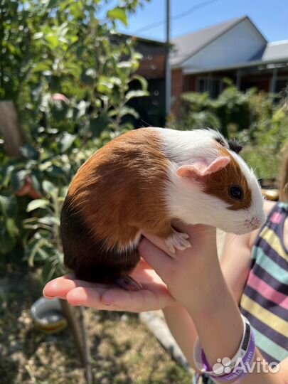 Морская свинка розеточная самцы