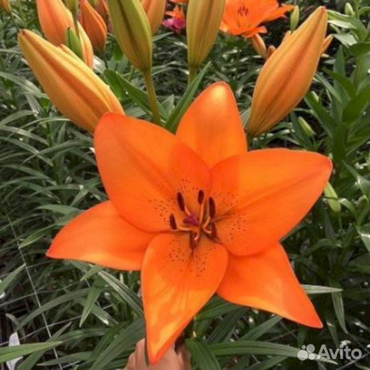 Лилия саженцы Коралло Бич