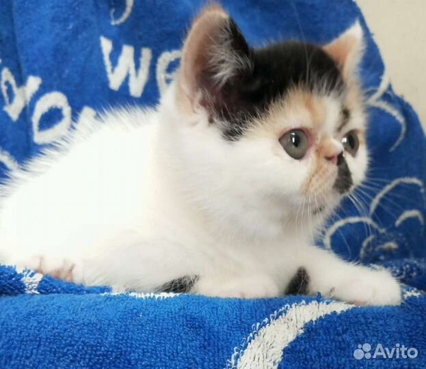 Супер экзоточка