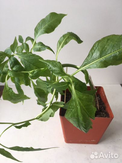 Мандрагора