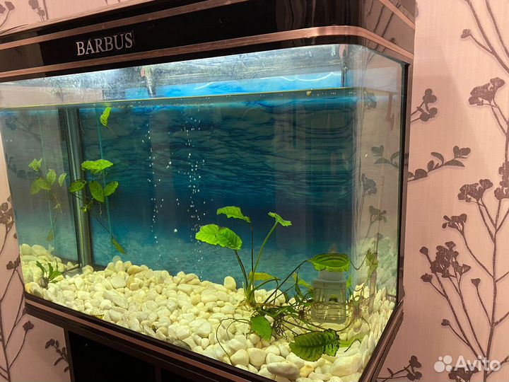 Аквариум barbus
