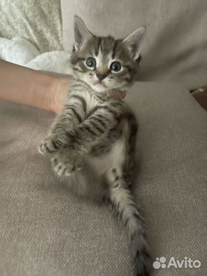 Котятки в добрые руки