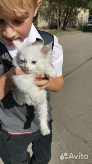 Котеночек