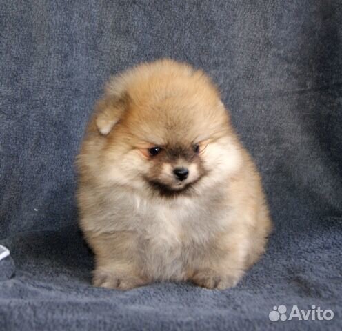 Мини детишки Щпиц померанский