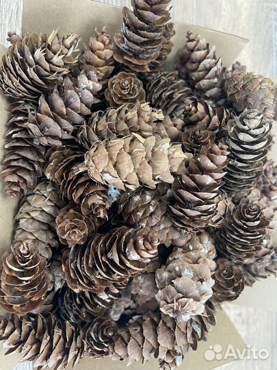 Шишки псевдотсуги для декора