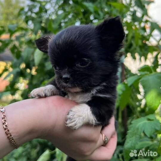 Щенки чихуахуа