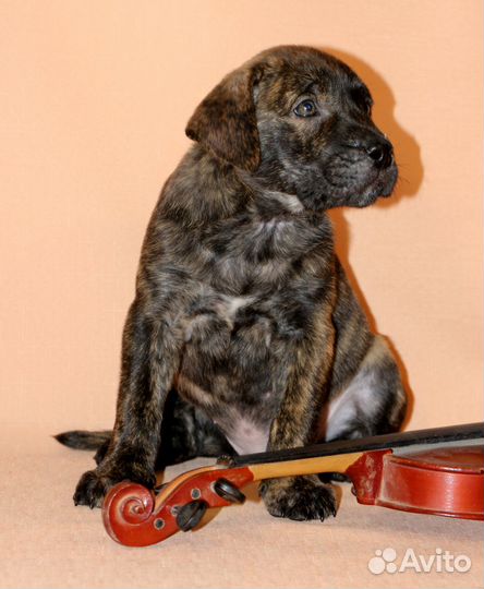 Продажа щенков Ка Де Бо