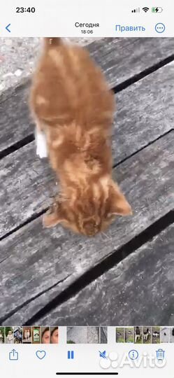 Котята отдам бесплатно