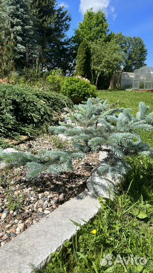 Ель голубая глобоза