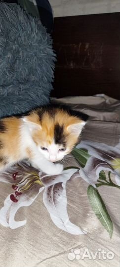 Кошка в дар бесплатно