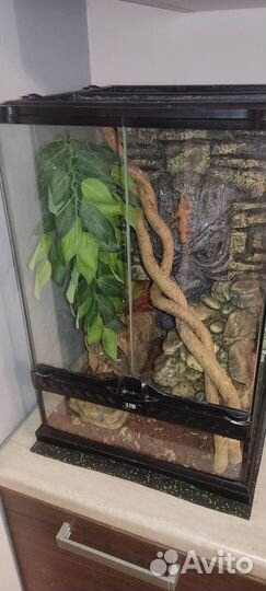 Террариум для рептилий