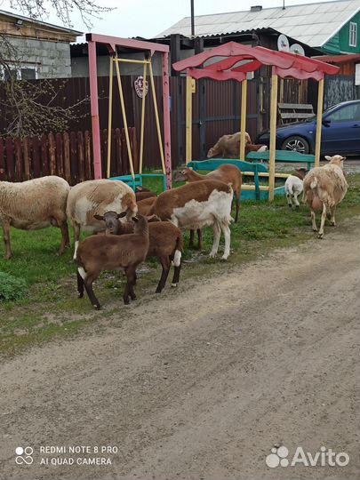 Овцы бараны катумские