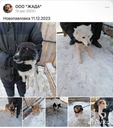 Найдена собака